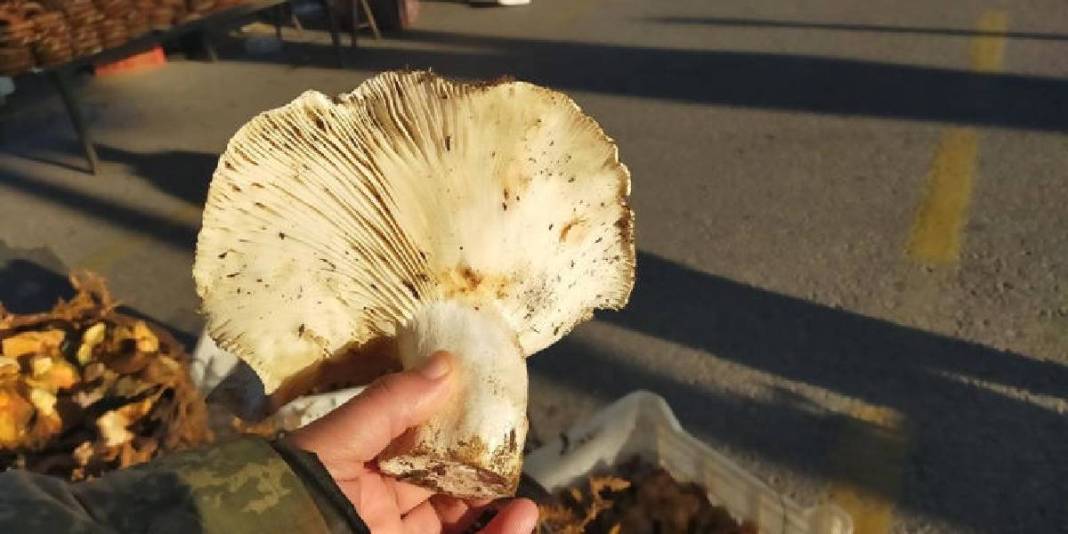 1800 rakımlı yayladan topladı pazara taşıdı! Tanesi 400-600 gram arasında değişiyor: Dev mantar pazarın ilgi odağı 5